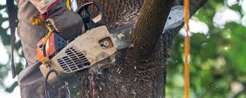 Best Tree Preservation Services  in Horicon, WI