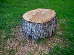 Best Tree Disease Treatment  in Horicon, WI