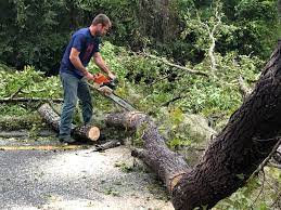 How Our Tree Care Process Works  in  Horicon, WI
