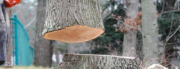 Best Tree Risk Assessment  in Horicon, WI