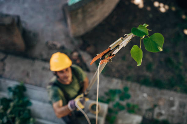 Best Arborist Consultation Services  in Horicon, WI